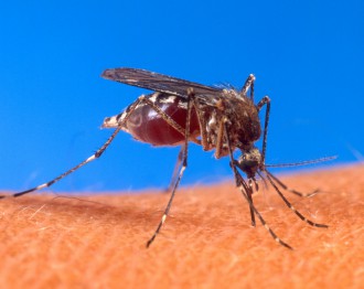 комары Виннипег