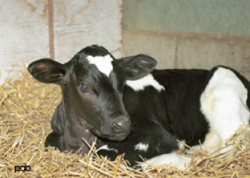 первый клонированный бык в Канаде, Старбак-младший Sturbuck II