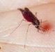 Саскачеван комар-переносчик вестнильский вирус