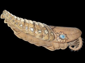 stanleycaris hirpex палеонтология хищник ледник Стэнли кембрийский период