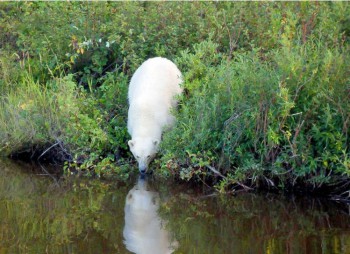 Белый медведь река Годз  резервация Шаматтава Гудзонов залив