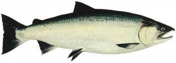 Тихоокеанский лосось символ Британской Колубии